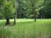 Grassy area between Trout Pond and Gun Harbor